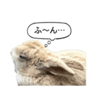 うさぎ島（大久野島）のかわいいうさぎたち（個別スタンプ：21）