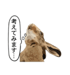 うさぎ島（大久野島）のかわいいうさぎたち（個別スタンプ：22）