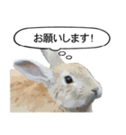 うさぎ島（大久野島）のかわいいうさぎたち（個別スタンプ：23）