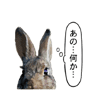 うさぎ島（大久野島）のかわいいうさぎたち（個別スタンプ：24）