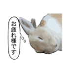 うさぎ島（大久野島）のかわいいうさぎたち（個別スタンプ：25）