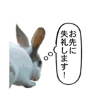 うさぎ島（大久野島）のかわいいうさぎたち（個別スタンプ：26）