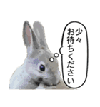 うさぎ島（大久野島）のかわいいうさぎたち（個別スタンプ：27）