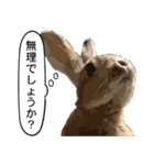 うさぎ島（大久野島）のかわいいうさぎたち（個別スタンプ：28）