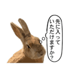 うさぎ島（大久野島）のかわいいうさぎたち（個別スタンプ：29）