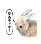 うさぎ島（大久野島）のかわいいうさぎたち（個別スタンプ：30）