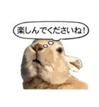 うさぎ島（大久野島）のかわいいうさぎたち（個別スタンプ：31）