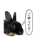 うさぎ島（大久野島）のかわいいうさぎたち（個別スタンプ：32）