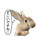 うさぎ島（大久野島）のかわいいうさぎたち（個別スタンプ：33）