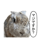 うさぎ島（大久野島）のかわいいうさぎたち（個別スタンプ：34）