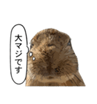 うさぎ島（大久野島）のかわいいうさぎたち（個別スタンプ：35）