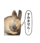 うさぎ島（大久野島）のかわいいうさぎたち（個別スタンプ：36）