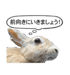 うさぎ島（大久野島）のかわいいうさぎたち（個別スタンプ：37）