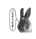 うさぎ島（大久野島）のかわいいうさぎたち（個別スタンプ：38）