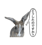 うさぎ島（大久野島）のかわいいうさぎたち（個別スタンプ：39）