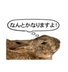 うさぎ島（大久野島）のかわいいうさぎたち（個別スタンプ：40）