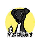【ブラック4】1年中使える♡パピーイタグレ（個別スタンプ：11）