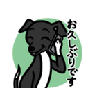 【ブラック4】1年中使える♡パピーイタグレ（個別スタンプ：17）