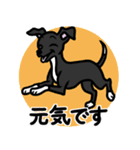 【ブラック4】1年中使える♡パピーイタグレ（個別スタンプ：19）
