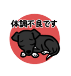 【ブラック4】1年中使える♡パピーイタグレ（個別スタンプ：20）