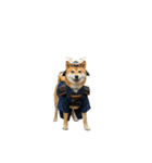【侍犬】（個別スタンプ：1）