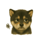 黒柴犬のお気持ち（個別スタンプ：5）