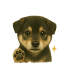 黒柴犬のお気持ち（個別スタンプ：8）