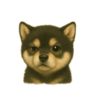 黒柴犬のお気持ち（個別スタンプ：13）