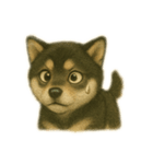 黒柴犬のお気持ち（個別スタンプ：19）