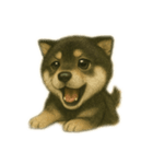 黒柴犬のお気持ち（個別スタンプ：20）