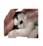 まるちゃん 文字なし3（個別スタンプ：8）