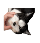 まるちゃん 文字なし3（個別スタンプ：27）