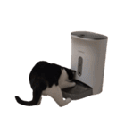 まるちゃん 文字なし3（個別スタンプ：30）