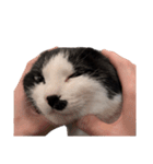 まるちゃん 文字なし3（個別スタンプ：37）