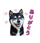 黒柴わさび・詰め合わせスタンプ（個別スタンプ：2）