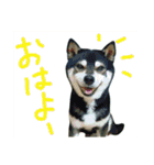 黒柴わさび・詰め合わせスタンプ（個別スタンプ：6）