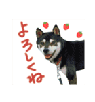 黒柴わさび・詰め合わせスタンプ（個別スタンプ：10）
