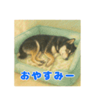 黒柴わさび・詰め合わせスタンプ（個別スタンプ：20）