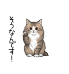 汎用ノルウェージャンフォレストスタンプ3（個別スタンプ：9）
