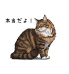 汎用ノルウェージャンフォレストスタンプ3（個別スタンプ：10）