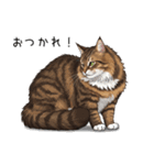 汎用ノルウェージャンフォレストスタンプ3（個別スタンプ：11）
