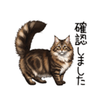 汎用ノルウェージャンフォレストスタンプ3（個別スタンプ：15）