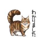 汎用ノルウェージャンフォレストスタンプ3（個別スタンプ：16）