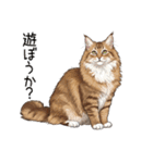 汎用ノルウェージャンフォレストスタンプ3（個別スタンプ：20）
