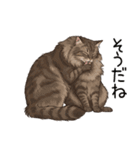 汎用ノルウェージャンフォレストスタンプ3（個別スタンプ：25）