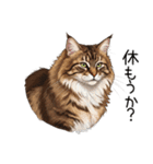 汎用ノルウェージャンフォレストスタンプ3（個別スタンプ：28）