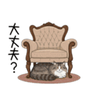 汎用ノルウェージャンフォレストスタンプ3（個別スタンプ：37）