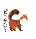 汎用ノルウェージャンフォレストスタンプ3（個別スタンプ：40）