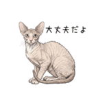 汎用コーニッシュレックススタンプ3（個別スタンプ：4）