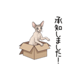 汎用コーニッシュレックススタンプ3（個別スタンプ：6）